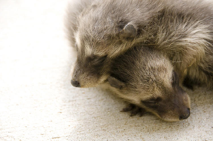 baby raccoons caught by suburban wildlife control