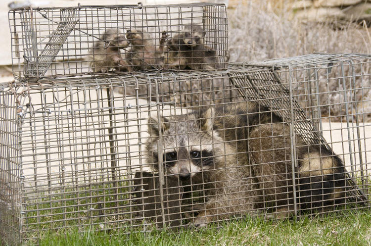 mom and babies raccoons