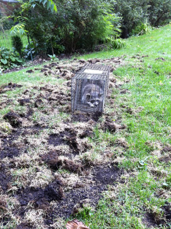 Raccoon and Lawn Damage