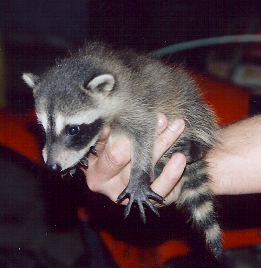 baby raccoon