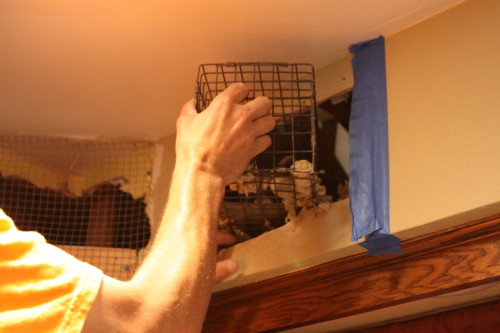 Raccoon Removed by Suburban Wildlife Control