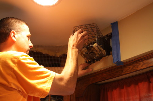 Raccoon Removed by Suburban Wildlife Control
