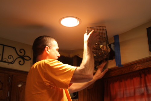 Raccoon Removed by Suburban Wildlife Control