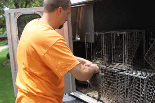 Raccoon Removed by Suburban Wildlife Control