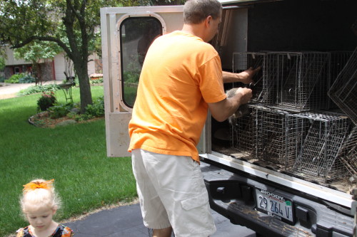 Raccoon Removed by Suburban Wildlife Control