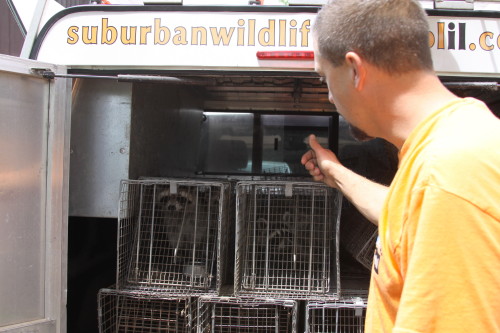 Raccoon Removed by Suburban Wildlife Control