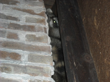 Raccoon Removed by Suburban Wildlife Control