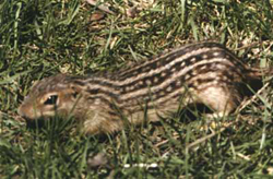 Thirteen-Lined Ground Squirrel