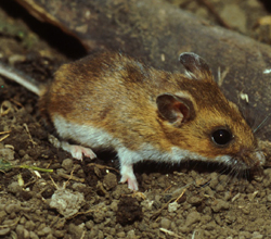 deer mouse