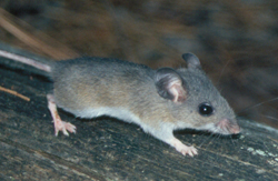 field mouse