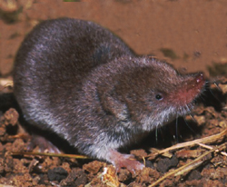 shrew
