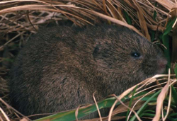 vole