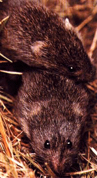 voles