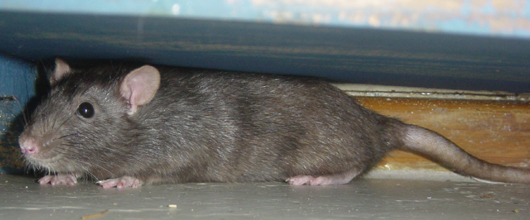 rat