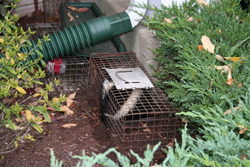 skunk from under porch by suburban wildlife control