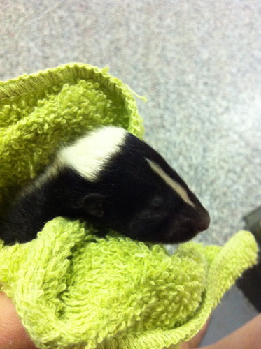 small baby skunk by suburban wildlife control
