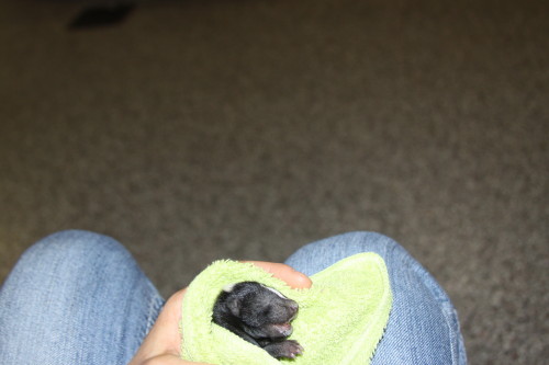 orphan baby skunk by suburban wildlife control