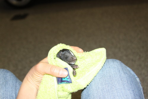 suburban wildlife control and baby skunk