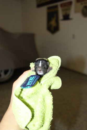 baby skunk control by suburban wildlife control
