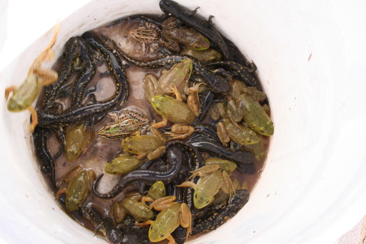 amphibians taken out of a window well by Suburban Wildlife Control