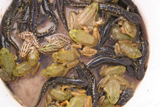 amphibians taken out of a window well by Suburban Wildlife Control