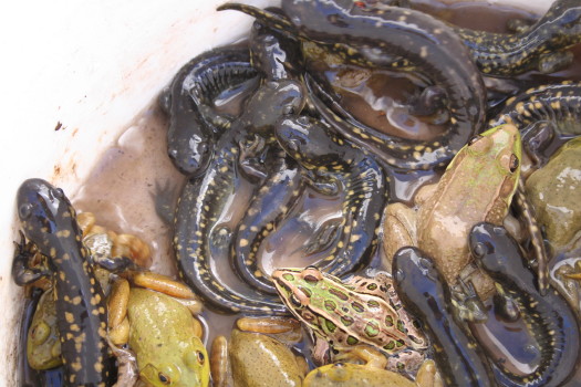 amphibians taken out of a window well by Suburban Wildlife Control
