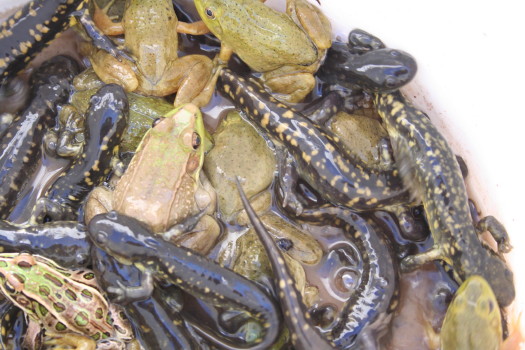 amphibians taken out of a window well by Suburban Wildlife Control