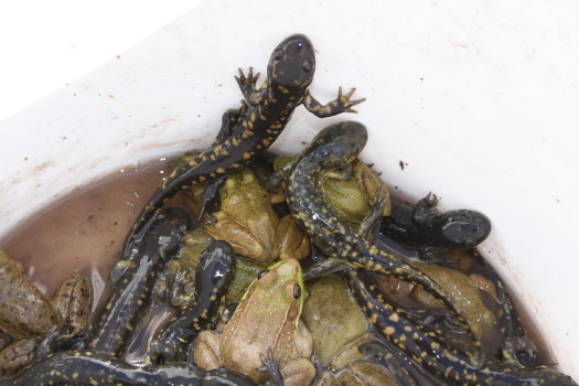 amphibians taken out of a window well by Suburban Wildlife Control
