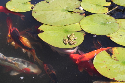amphibians taken out of a window well by Suburban Wildlife Control